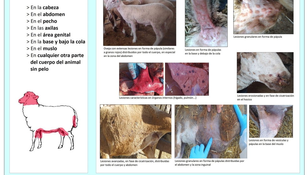 Lesiones caractersticas de la viruela ovina y caprina
