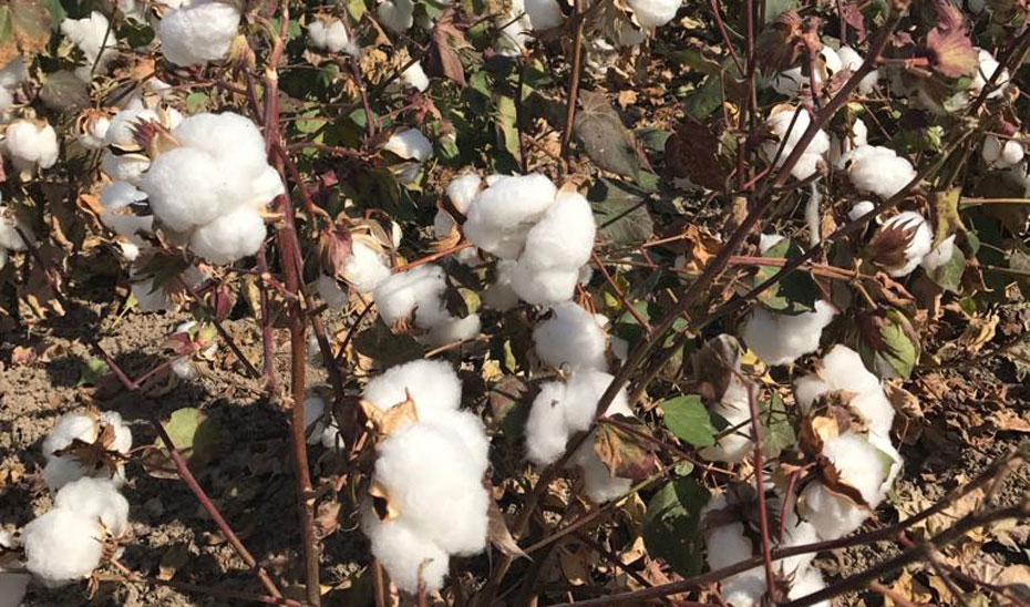 La Junta de Andaluca ha decidido eximir del cumplimiento del rendimiento mnimo al algodn de secano y reducir a 500 toneladas por hectreas en...