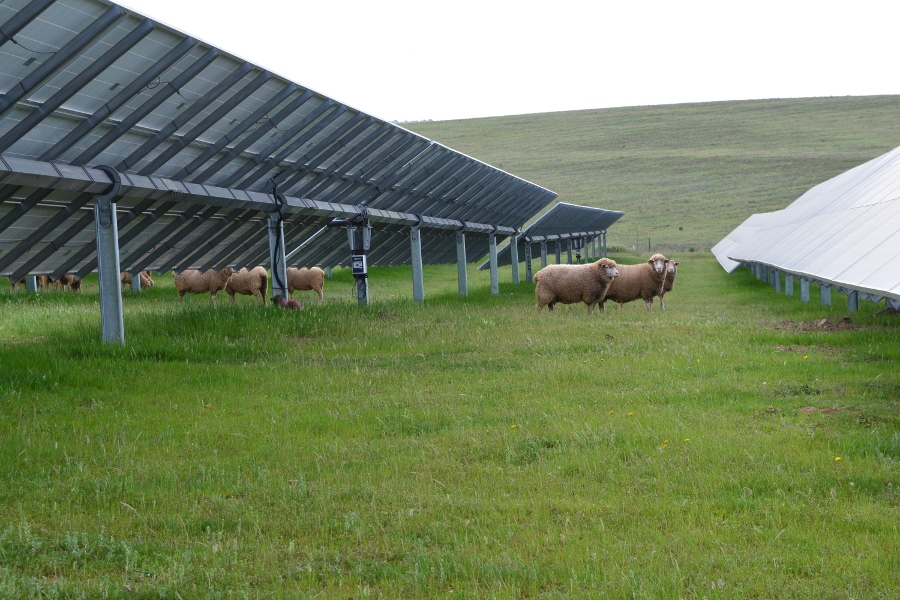 Placas solares instaladas en suelo agrcola aprovechado para el pasto de ganado