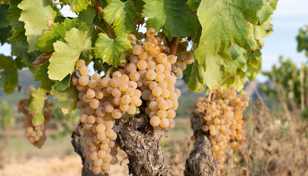 La Garnacha blanca representa casi el 30% de la produccin total y un 56% de las variedades blancas