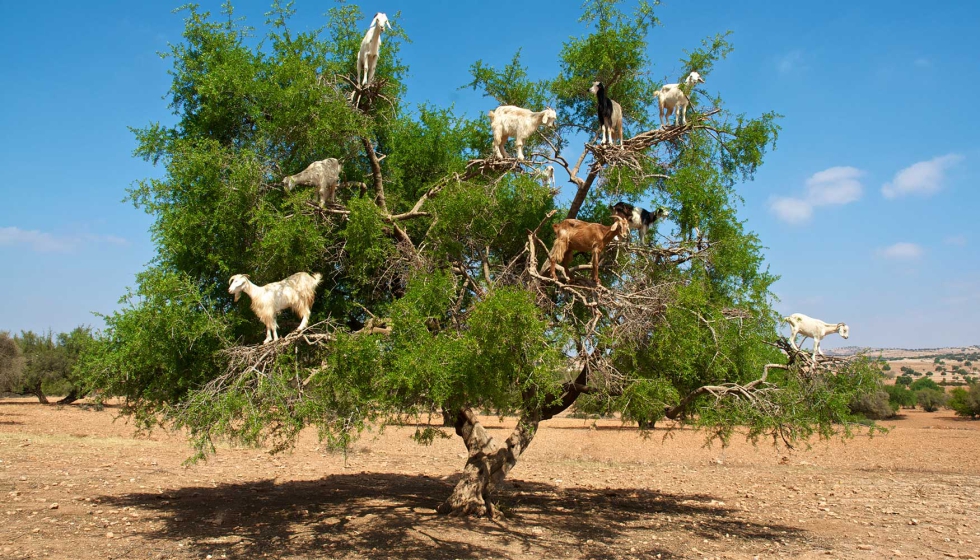 Cabras comiendo de un �rbol de arg�n en Marruecos, pa�s end�mico de la enfermedad