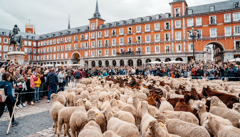 El rebao de ovejas de raza Merina y cabras Retinta entran en la Plaza Mayor de Madrid durante la Fiesta de la Trashumancia...