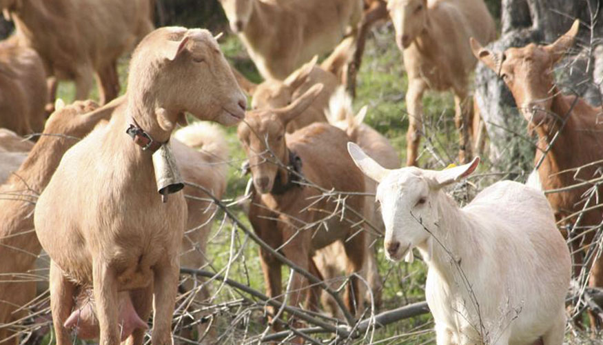 Cabras de una explotacin de Dcoop