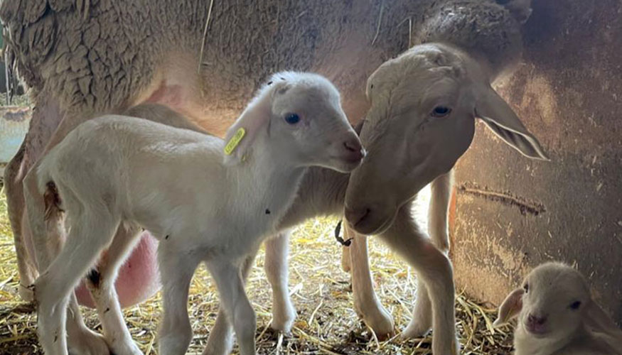 Primeros corderos de raza Manchega nacidos de fecundación in vitro