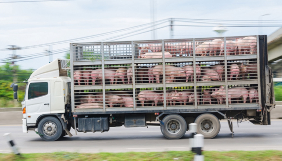 Transporte de ganado porcino en un camin
