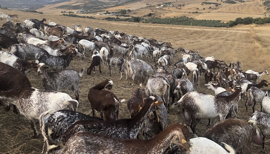 Cabras de la explotación MJ de Acriflor Cabras de la explotación MJ de Acriflor