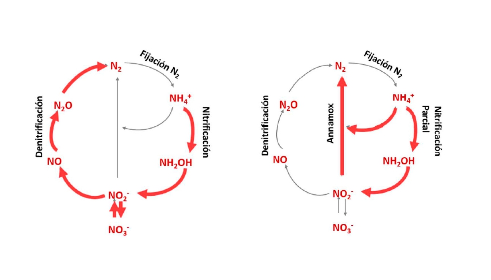 Figura 1. Ciclo del N en sistemas de: a) nitrificacin-desnitrificacin; b) nitritacin parcial-anammox