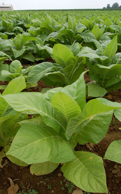 Planta de tabaco en Pennsylvania. Una planta de esta especie manipulada genticamente puede limpiar suelos contaminados con TNT...