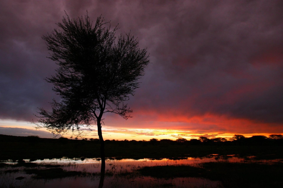 Un rbol sobre un campo de maz inundado cerca del pueblo de Ramotswa al suroeste de Botswana. EFE/Jon Hrusa