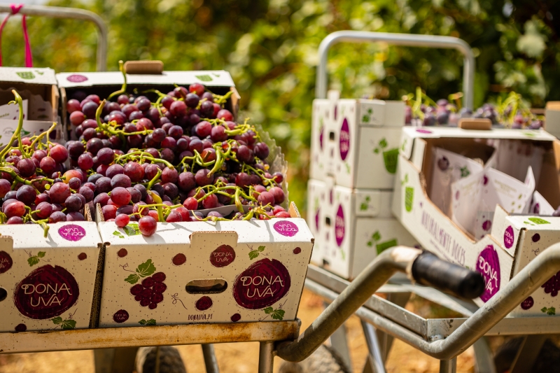 As previses para este ano apontam para uma produo de cerca de trs mil toneladas de uvas de mesa. Foto: Carlos Ourives e Mrio Bernardo...