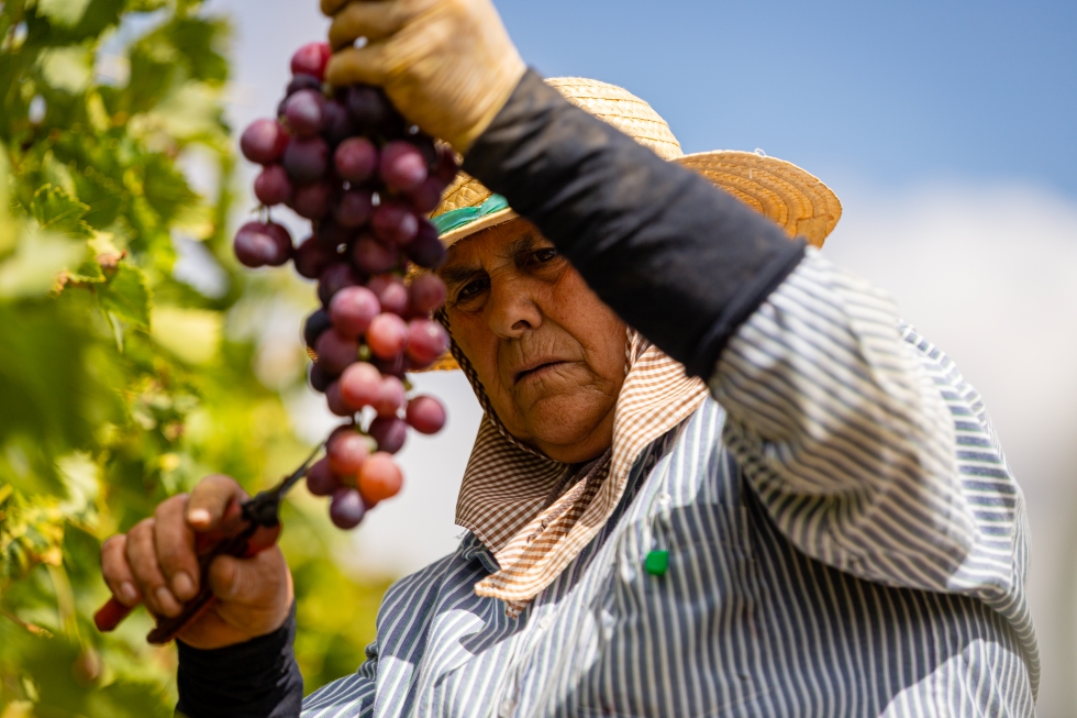 A Dona Uva, marca da Frutalmente, é constituída por 10 produtores que, no seu conjunto, têm 200 hectares onde estão plantadas 8 variedades de uva...