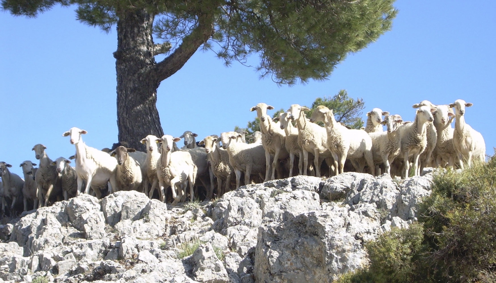 Rebao ovino en Andaluca