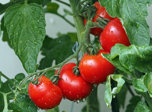 Frutos de tomate