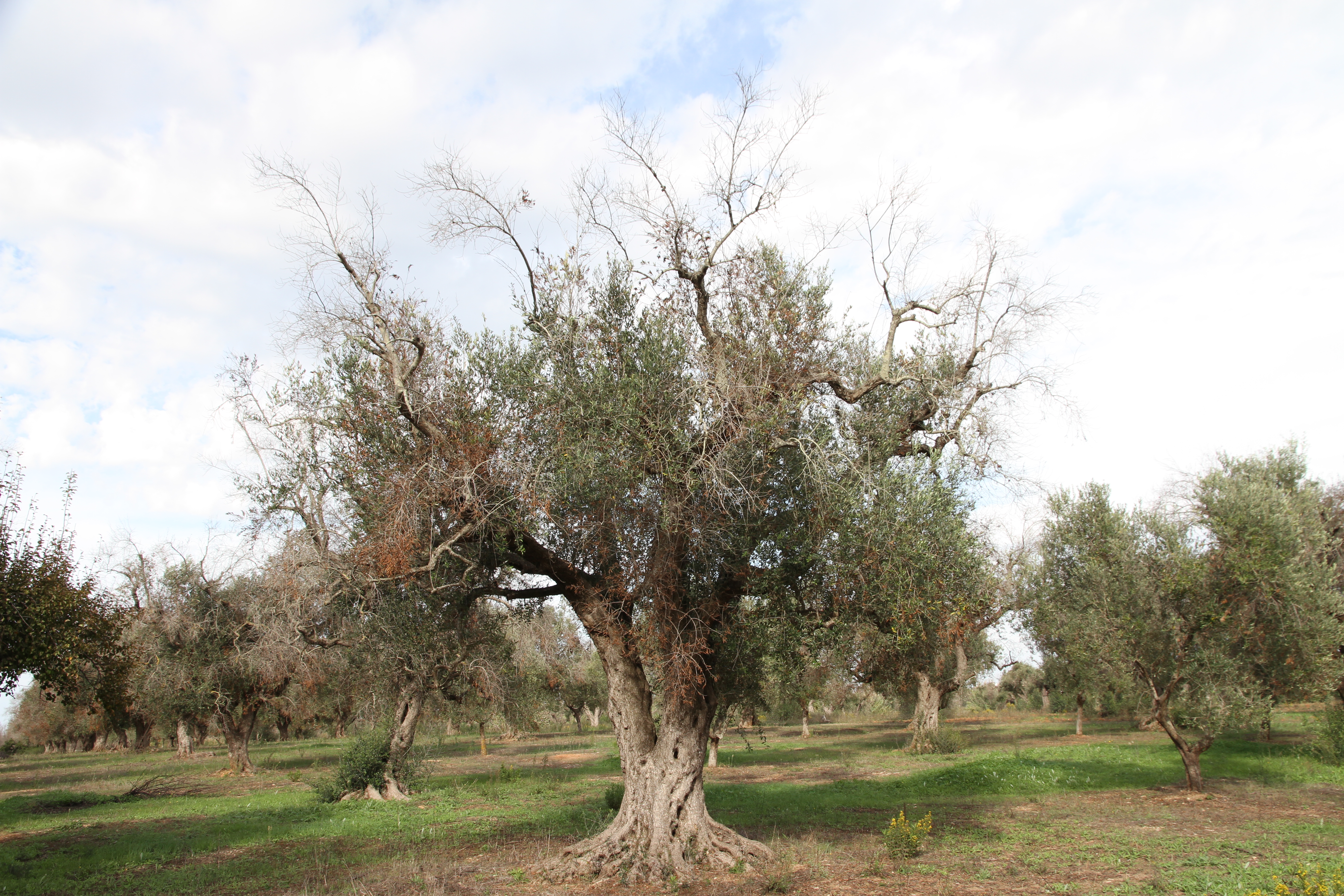 Ejemplar de olivo afectado por Xylella fastidiosa