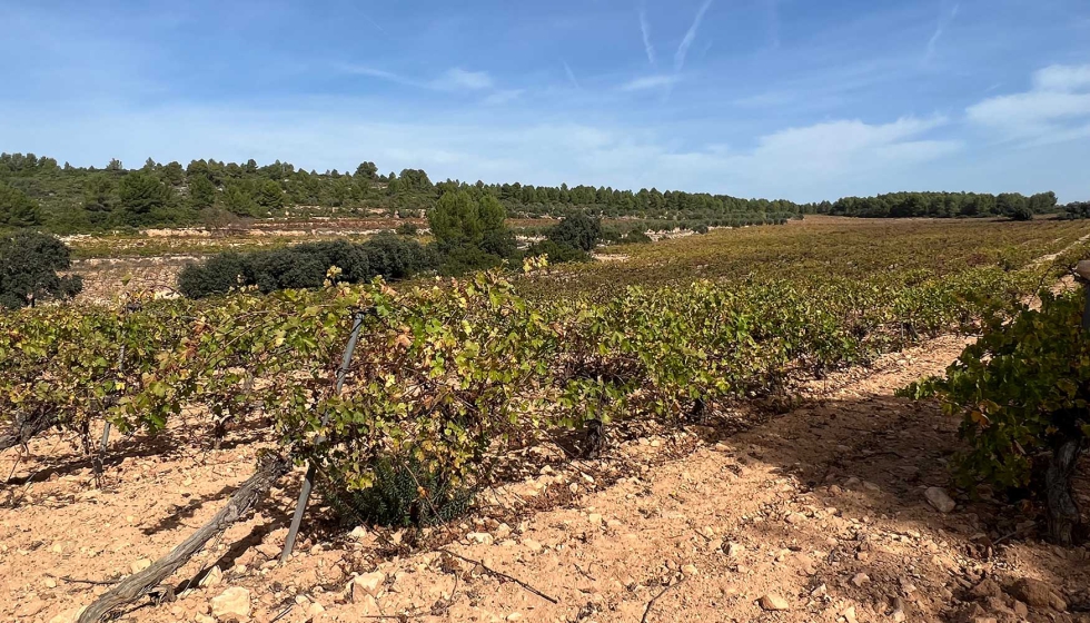 Plantacin de Garnacha, una zona rodeada de bosque y vida