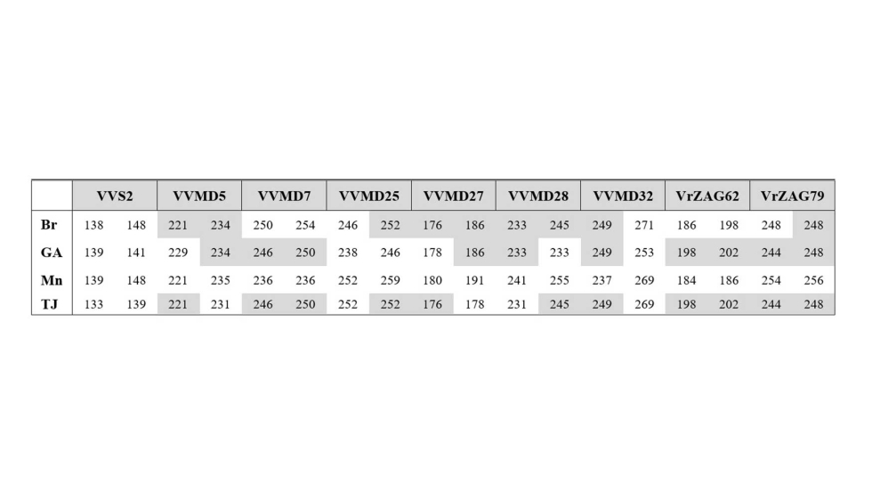 Tabla 1. Tamao de los alelos para 9 loci microsatlites (SSRr) de las variedades Brual (Br), Gajo Arroba (GA), Mandn (Mn) y Tinto Jeromo (TJ)...