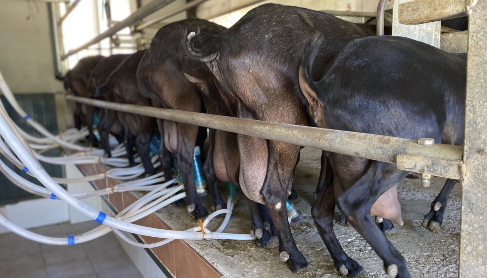 Ordeo en una explotacin de cabras de raza Murciano-Granadina