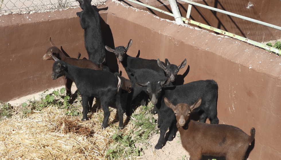 Grupo de cabritos lactantes con prebi�ticos