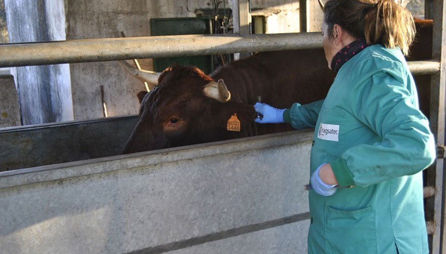 Una veterinaria en una granja de vacuno de carne