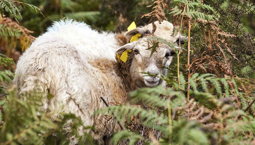Una oveja pastorea en el interior de un bosque Una oveja pastorea en el interior de un bosque