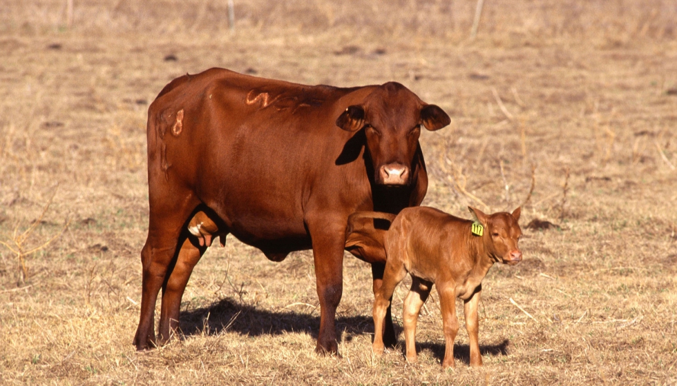 Una vaca con su cra