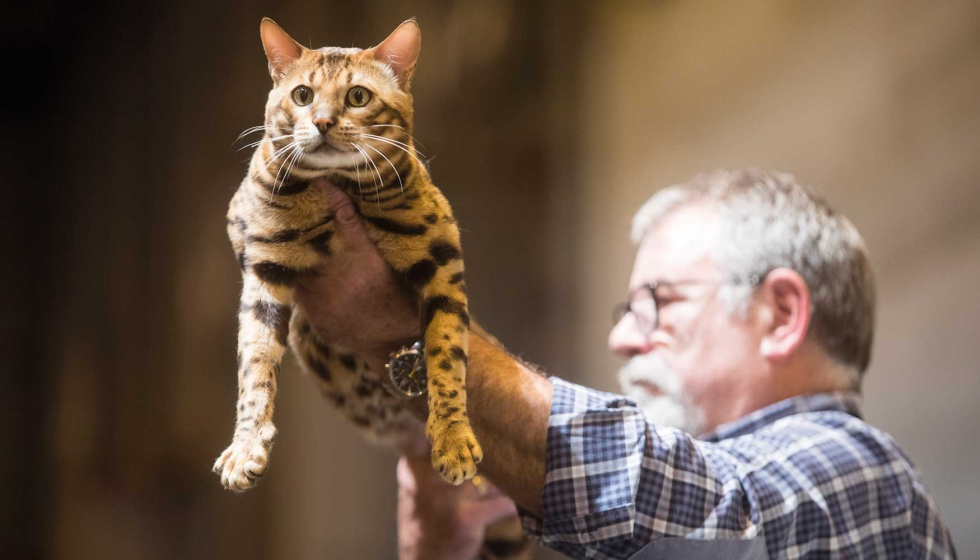 Esta edicin albergar, por primera vez, la Competicin Internacional de Gatos, con ms de cien ejemplares llegados desde toda Europa...