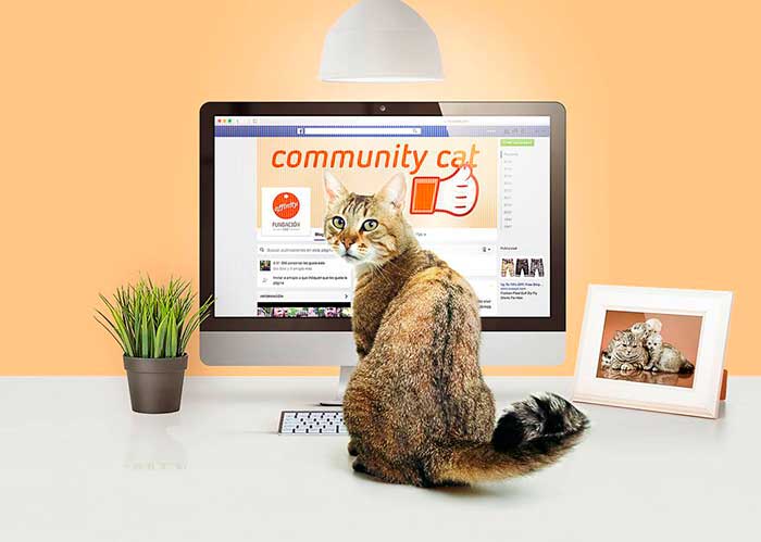 Community-Cat_FundacinAffinity