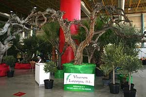 1er-Premio-GRANADO-(Punica-granatum)