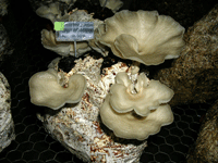 Cultivo de Polyporus tenuiculussobre residuos de eucalipto y laurel. Foto: Omarini et al