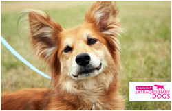 Max � uno de los protagonistas de la serie de TV que ayud� a detectar que su due�a sufr�a cancer de mama a trav�s de su potente olfato...