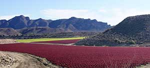 glicina-betaina-jose-antonio-yelamos-1