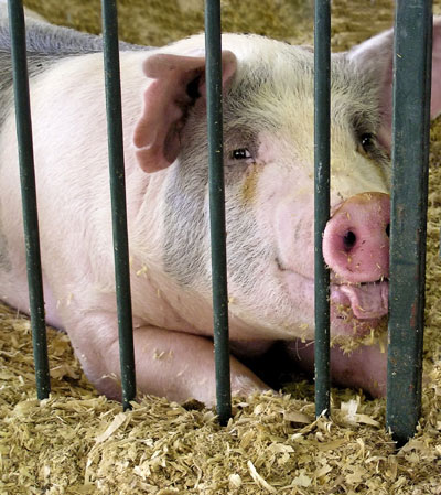 El ganado porcino es una de las especies que lideran el mercado de sanidad y nutricin animal en Espaa. Foto: Jill Smith...