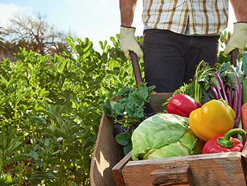 frutas-verduras-baja