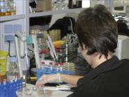 Investigadores usan la embriog�nesis para clonar �rboles singulares