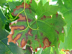 Hoja con los presuntos s�ntomas BDA (franja roja junto al tejido verde), fotografiada el 23 de agosto de 2012