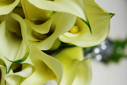 Ramo callas
