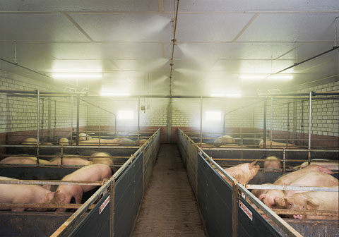 La nueva normativa europea protege el bienestar de los cerdos en las explotaciones ganaderas
