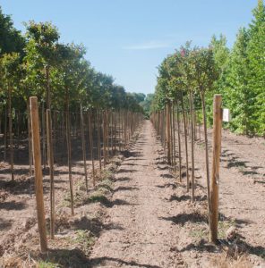 Lagerstroemia-ndica-o-rbol-de-Jpiterok