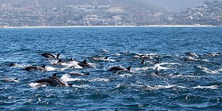 Mega pod of dolphins off San Diego