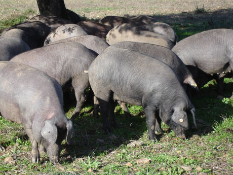 Las granjas porcinas de ganadera extensiva han sido las que menos han visto reducir sus nmeros a causa de la crisis