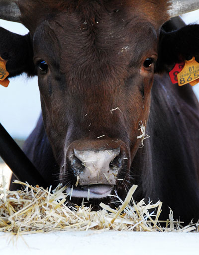 El proceso de revisin de la normativa de comercializacin de alimentos para animales tuvo en cuenta los avances de la legislacin sobre piensos y...