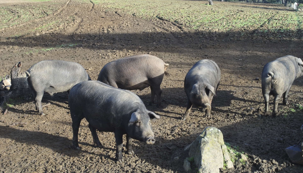 Cerdos ibricos en una zona de dehesa