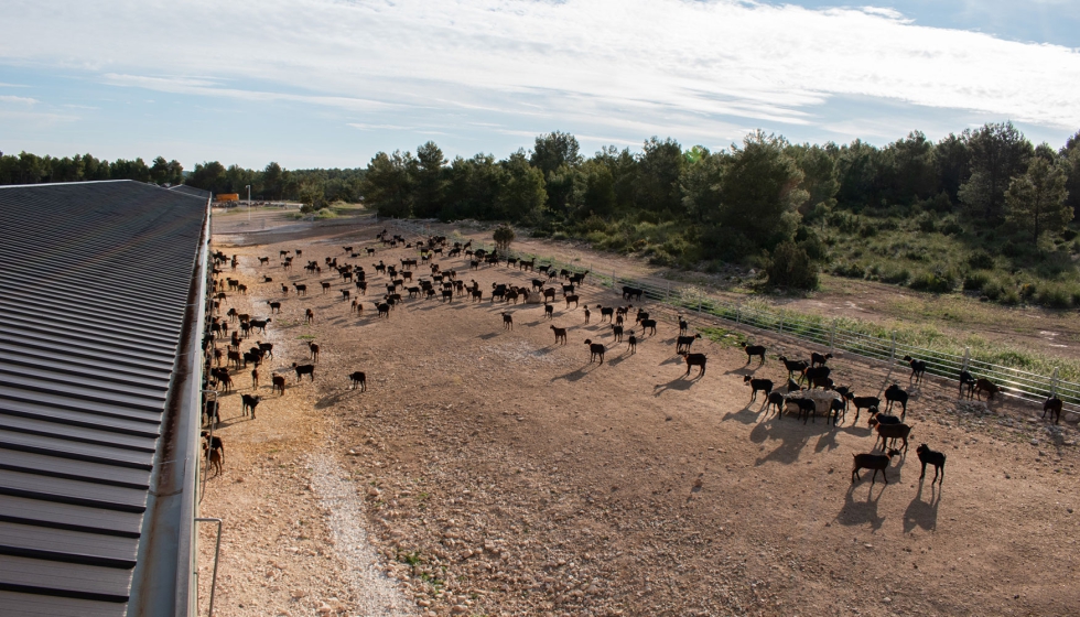 Cabras de raza Murciano-Granadina en una explotaci�n ecol�gica