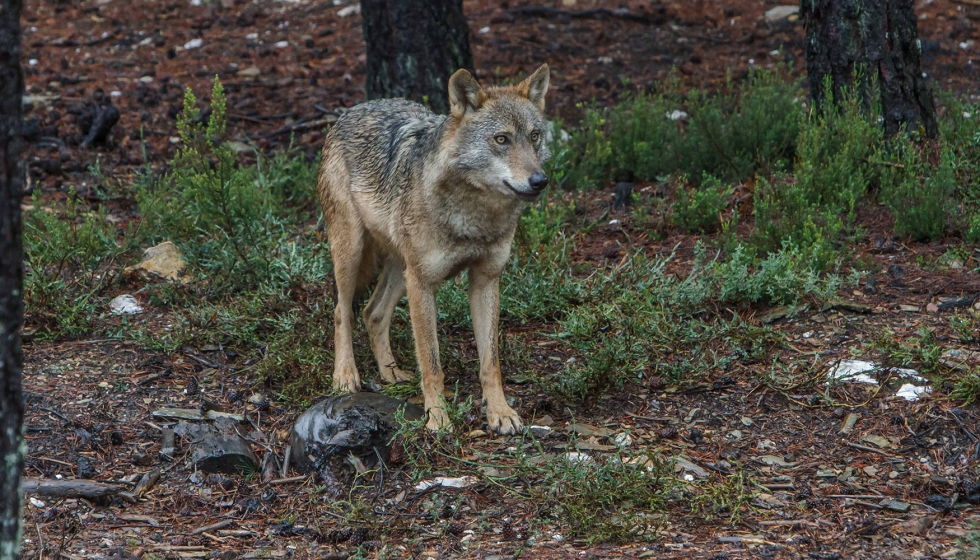 Ejemplar de lobo ibrico