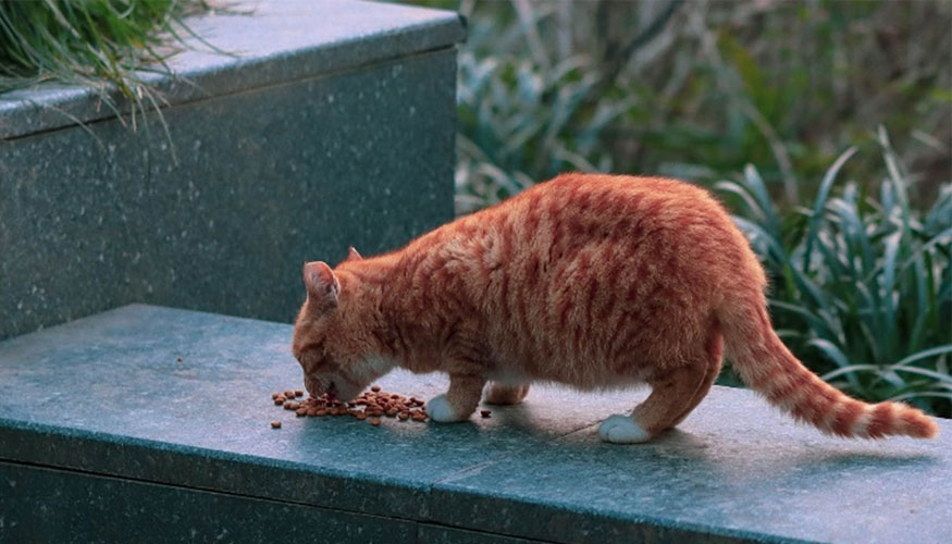 Algunos gatos racionan bien y se gestionan la comida correctamente pero hay muchos otros que no