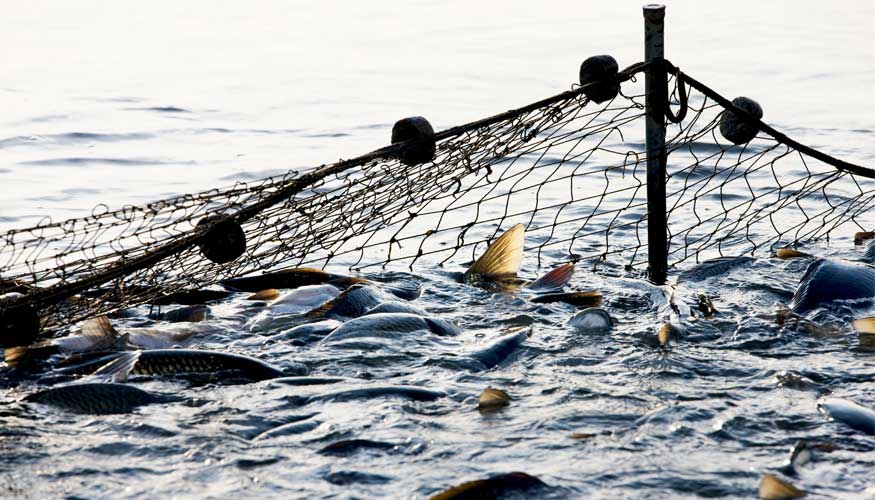 La flota espaola del Mediterrneo tiene futuro si se transforma, segn la FAO