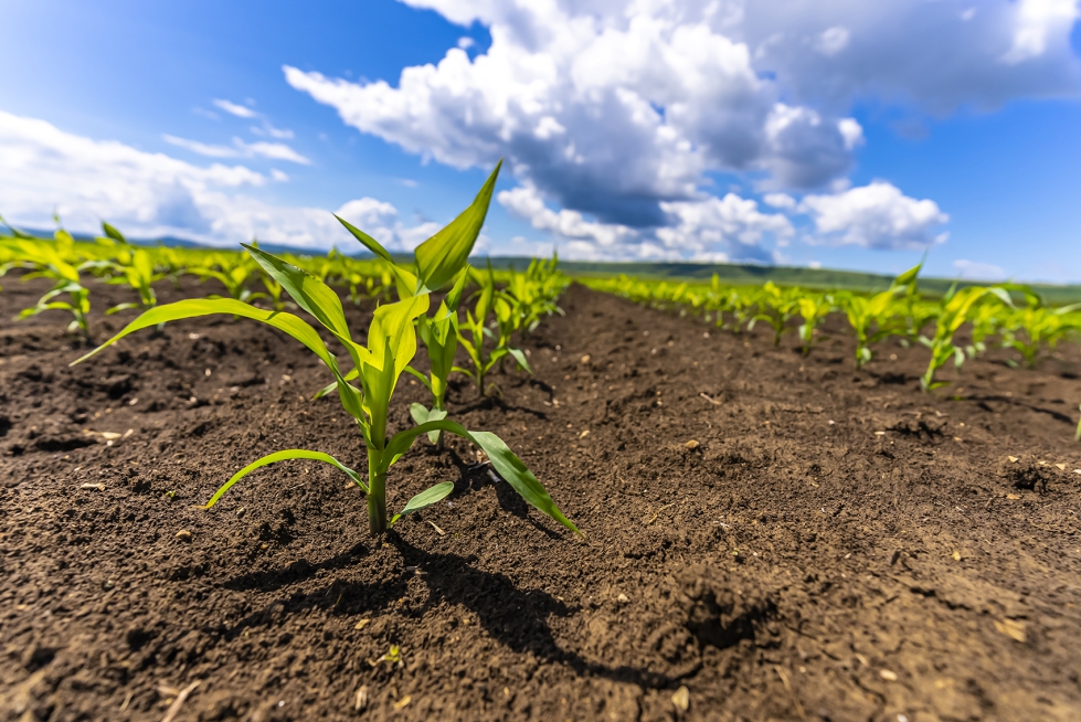 La obtencin de cultivos preparados para soportar el cambio climtico sigue siendo difcil porque sus efectos son impredecibles...