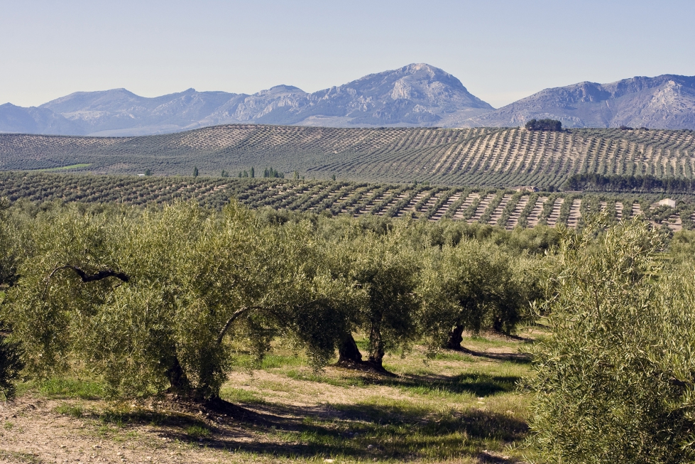 Cultivo de olivar