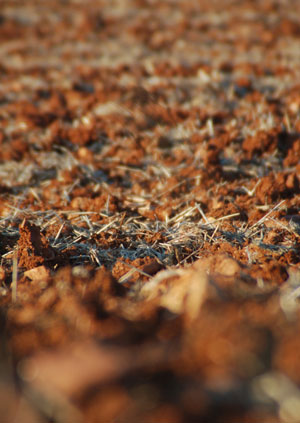 In the image, a field sown in Castilla la Mancha. Photo: Adolfo Muoz