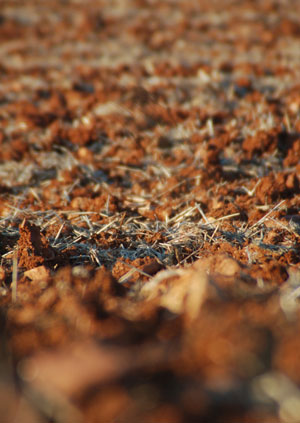 En la imagen, un campo sembrado en Castilla la Mancha. Foto: Adolfo Muoz